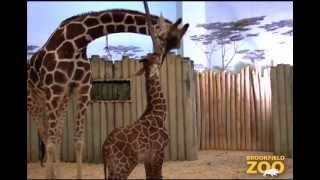 Baby Giraffe Born at Brookfield Zoo