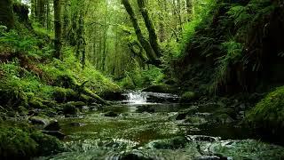 CALMING FOREST SOUNDS, BABBLING STREAM AND RELAXING BIRDSONG FOR SLEEP AND STRESS RELIEF