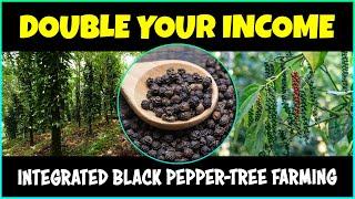 Integrate Black Pepper with Tree Farm & Double Your Income | Integrated Farming System