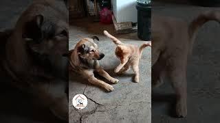 LOL, When You Have A NaugHty FFriend! Funny Cats & Dogs Videos  -EPS776  #cuteanimalshare