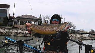  LIVE - Hot Brown Bite! Perch & Lakers Are In Chicago | Lake Michigan Fishing Report 11/30/24