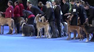 Helsinki Winner 6.12.2014 - ryhmäkilpailut ja Best in Show