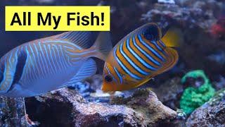 4 Foot Saltwater Tank Fish Stocking (All 16 Fish)