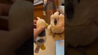 Funny bird #funny #funnyanimls #funnyshorts #pets #funnybird #animals #pets #cute #fyp