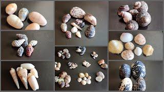 Found some Seashells and Stones at Rushikonda Beach | SeaShells #SeaShells #Shells