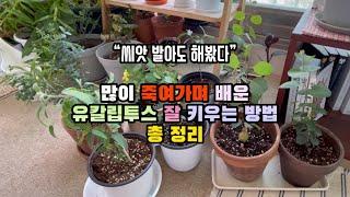 유칼립투스 씨앗 파종/ 분갈이/ 분갈이 흙 종류/ 가지치기/ 물주기/