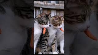 Cat eating Carrot #funny #cat #animals #pet #dance #comedy