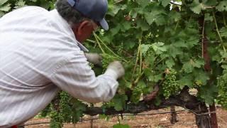 Grapevine Leaf Pulling and Thinning | How to Ripen Grapes on the Vine | Wine Education Videos