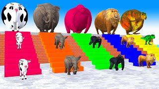 5 Giant Duck Cartoon,Cow,Elephent, T rex,Lion, Gorila Paint Wild Animals Crossing Fountain Animation