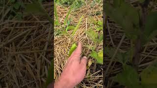 Companion Planting in a New Garden. #Currants #nativeplants #permaculture #natural