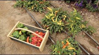 Harvesting & Drying Peppers! ‍ // Garden Answer