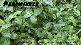 ⟹ PERIWINKLE | Vinca Minor | Makes a great ground cover but can be a disaster here's why!