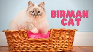 Birman Cat | What Makes the Birman Cat SO Special?!