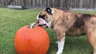 Reuben the Bulldog: Chunkin and Pumpkin