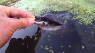 Hand Feeding Channel Catfish