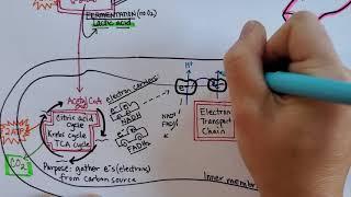 Cellular Respiration | Summary