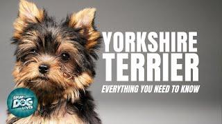 Yorkshire Terrier Dogs 101| Everything You Need To Know