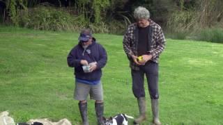 Eel Farming in Waikato