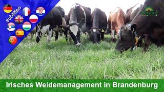 Innovativ weiden - Ganzjährige Weidehaltung in Brandenburg (Betrieb Paul Costello)