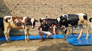 ਗੱਬਣ ਵੱਛੀਆ ਵਿਕਾਉ  9 ਵਹਿੜਾ ਵਿਕਾਉ  ਘੱਟ ਰੇਟ  Bawa dairy farm