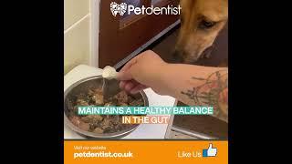 Probiotics Powder For Cats & Dogs | Petdentist