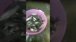 Fish farming #chuma #pawansingh