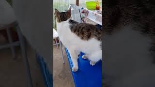 Даже кот не ест это куриное филе. Может оно с химией?