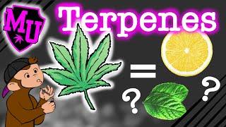 Terpenes | MOO-U | Part 2