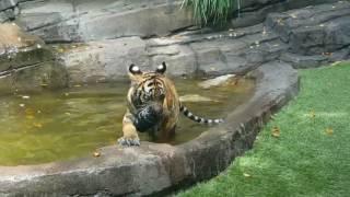 Kai the tiger at Tiger Island, Dreamworld Gold Coast Australia