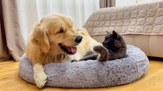 Golden Retriever Reacts to Black Cat in His New Bed