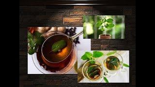 Healthy Tulsi Holy Basils Health Benefits Of Tulsi (indian Basil) Video