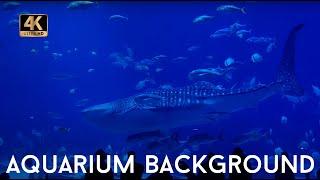 4k Aquarium Virtual Background | 3 HOURS | Peaceful Backgrounds for Studying, Meditation, Relaxation