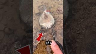 ‼️Hãy cắt đôi nếu gặp phải chú cá này#pets #shorts