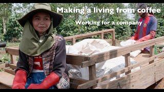 Making a living from coffee: Working for a company