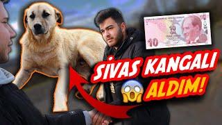 10 TL'YE SİVAS KANGALI ALDIM! (DOLANDIRILDIM)