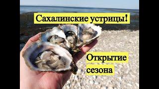 Сахалинские устрицы! Открытие сезона