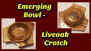 Emerging Bowl - Liveoak Crotch