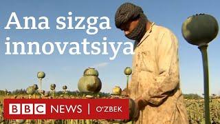 Ўзбекистон афғон кўкнори фермерларидан нима ўрганиши мумкин?  O'zbekiston  Afg'oniston