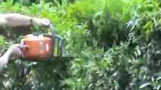 Chainsaw vs. Hedge