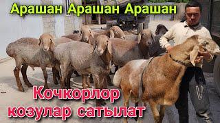 Арашан кочкорлор жана козулар сатылат