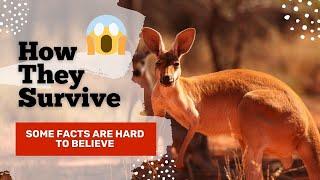 Red kangaroo Interesting Facts You'll Never Forget