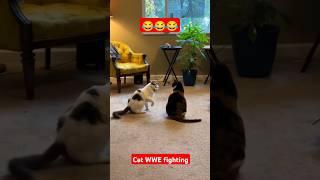 Cat WWE fighting | #shorts #trending #cat #youtubeshorts #viralvideo #ytshorts #funny #wwe