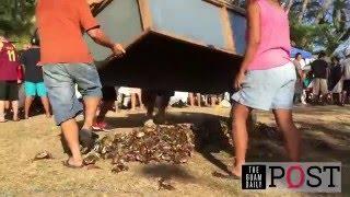 Merizo celebrates 8th Annual Malesso Gupot Chamorro/Crab Festival