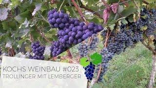 Trollinger mit Lemberger | #023