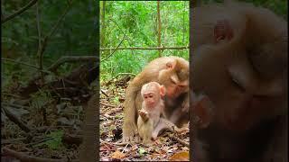 Luno: Growing Up Different 8 #cuteanimal #cutemonkey #cute