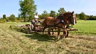 Tedding Hay with Horses and Power Takeoff Cart #685