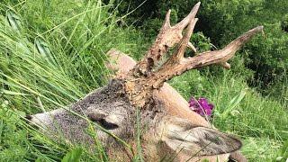 Rehbockjagdt in Rumänien 2016; Bukke jagt i Rumaenien 2016; Roebuck hunting in Romania