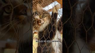 Tammy the Barn Cat - BIG Feathers Farm's Rat Slayer! 
