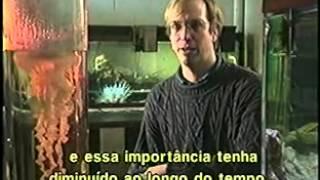 Entendendo o Magnetismo - Discovery Channel