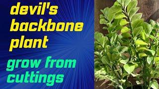 How to propagate Devil’s Backbone// pedilanthus//care tips for beginners//all about Euphoriba